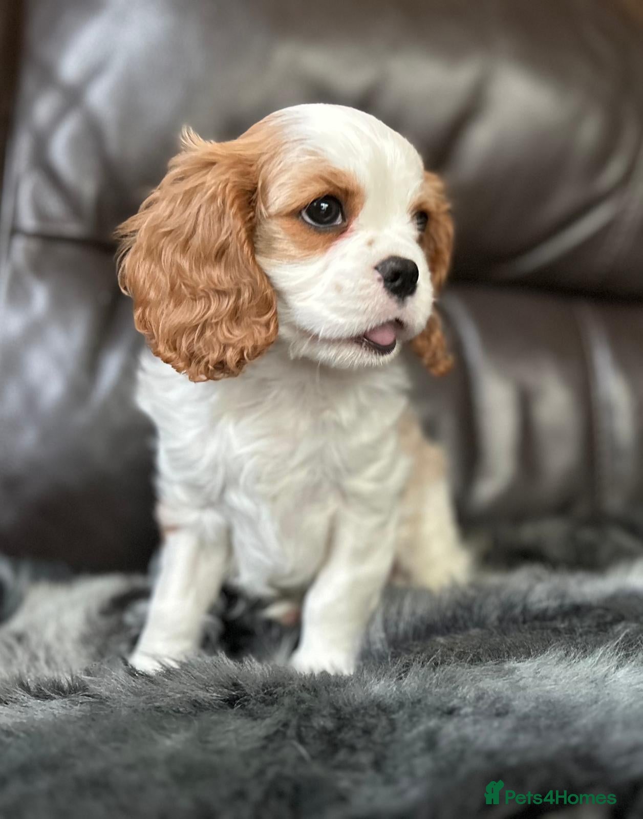 Cavalier King Charles Spaniel dogs Very lonely boy is looking for a new home  - Advert 3