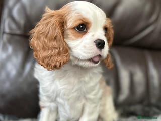 Cavalier King Charles Spaniel dogs Very lonely boy is looking for a new home - Advert 3