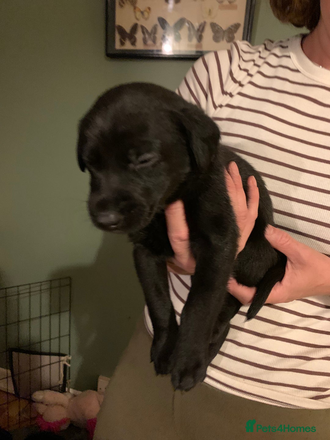 Mixed Breed dogs for sale: Labrador mix - Advert 3