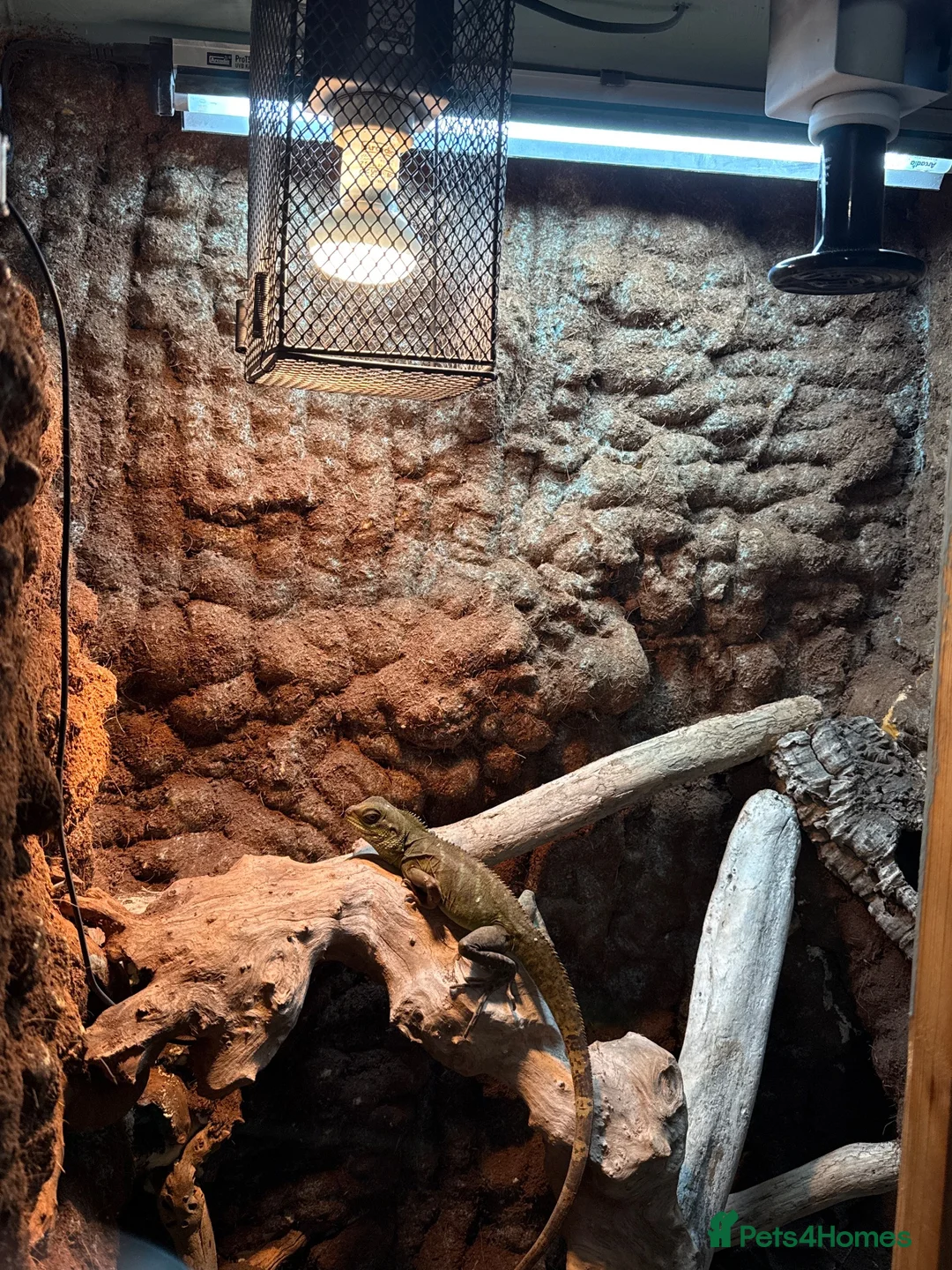 Dragon reptiles for sale: Chinese water dragon female bio active full set up - Advert 2