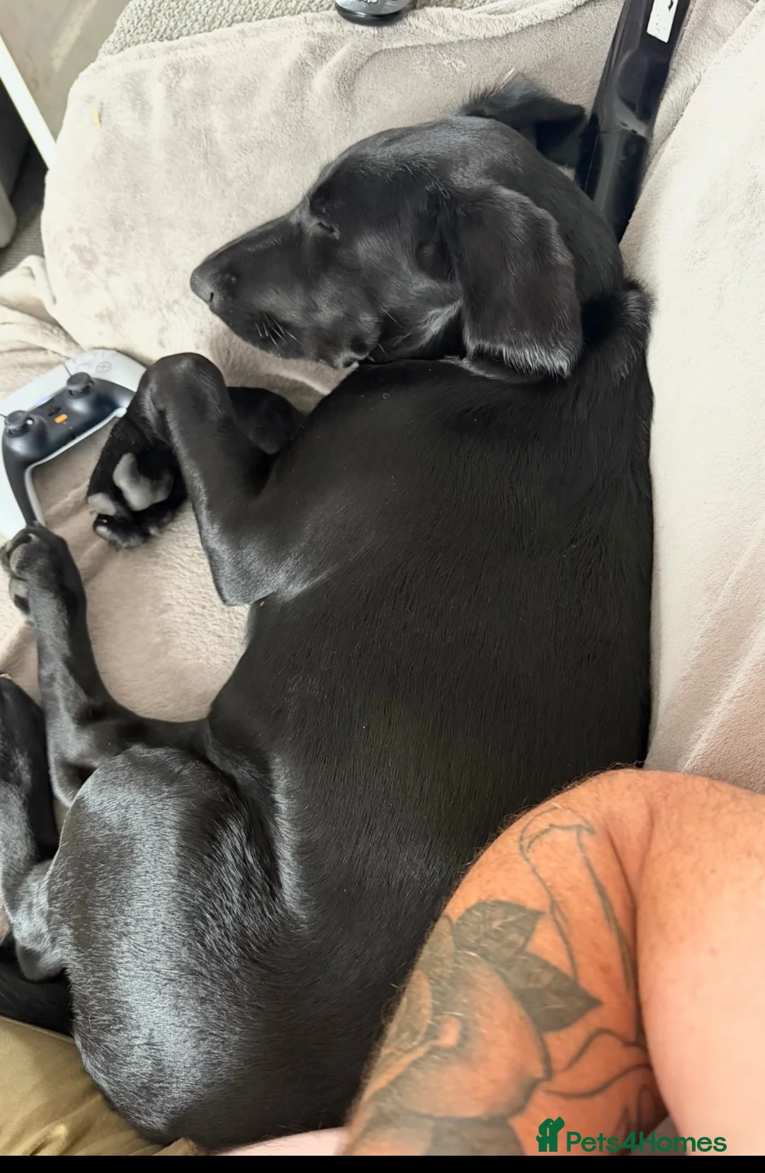 Labrador Retriever dogs for sale: Beautiful Lab female  - Advert 4