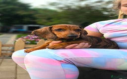 Dachshund dogs for sale: READY NOW-Champions Line Standard Dachshund KC REG in Coventry - Image 13