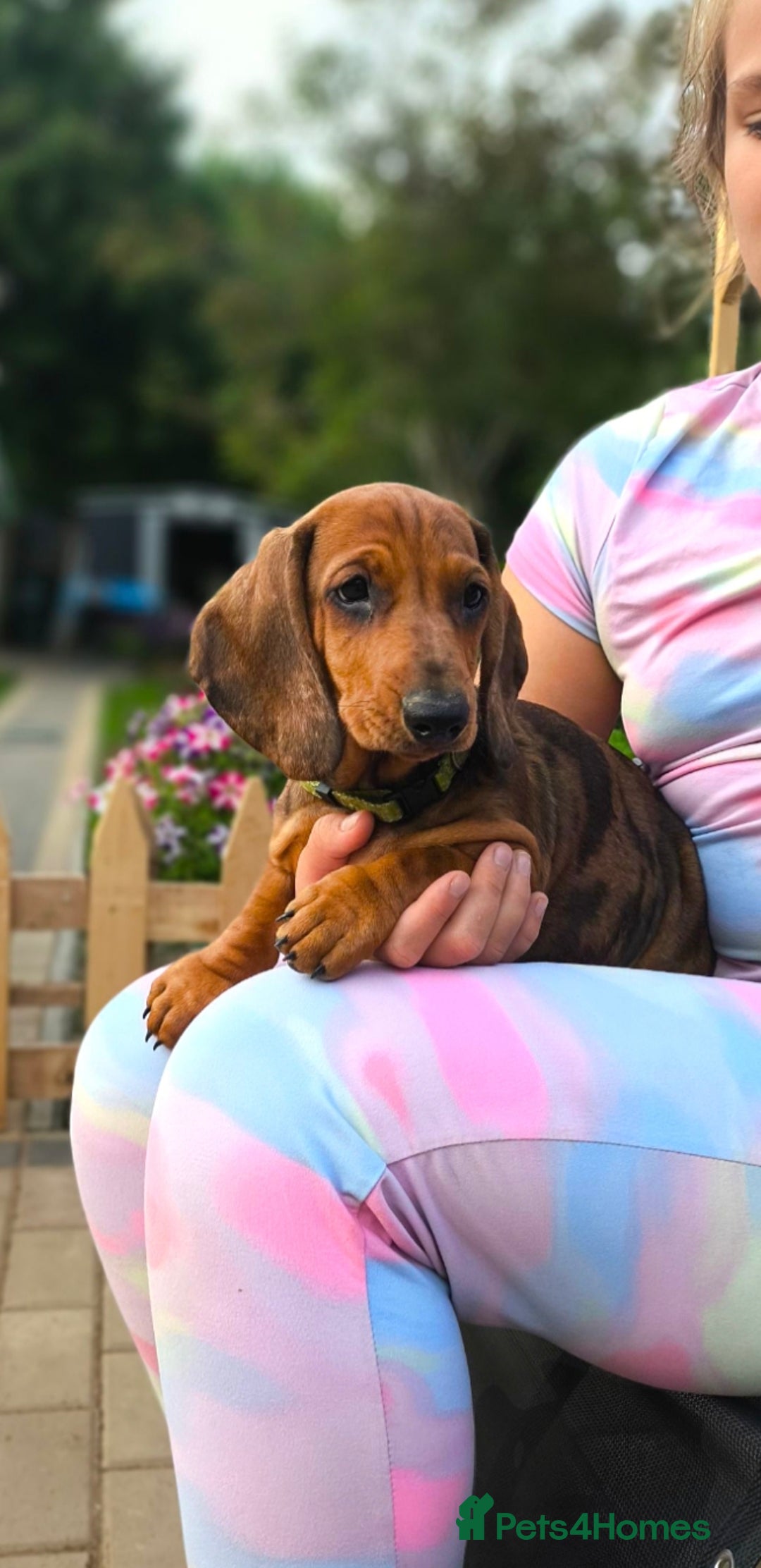 Dachshund dogs for sale: READY NOW-Champions Line Standard Dachshund KC REG in Coventry - Image 13