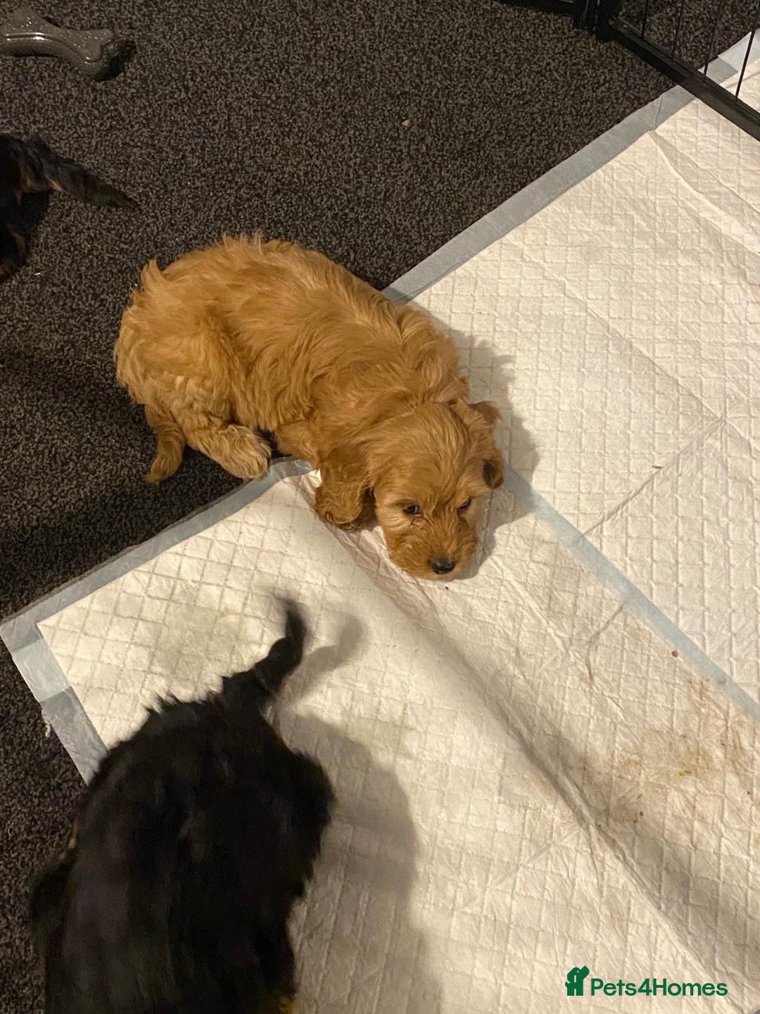 Cockapoo dogs for sale: ADORABLE COCKAPOO PUPPIES  - Advert 18