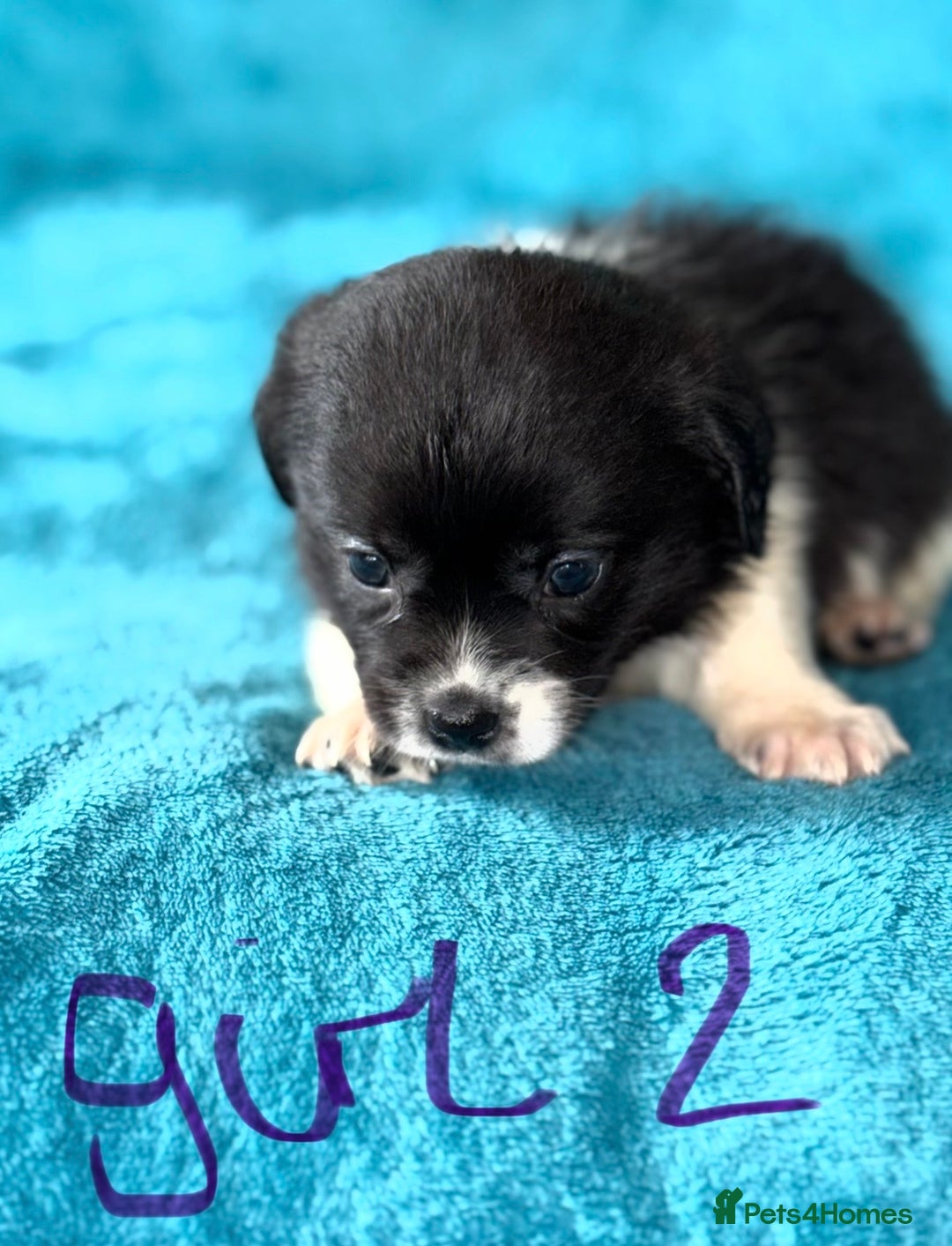 Mixed Breed dogs for sale: 3 CockerJack x Pomeranian Puppies - Advert 8