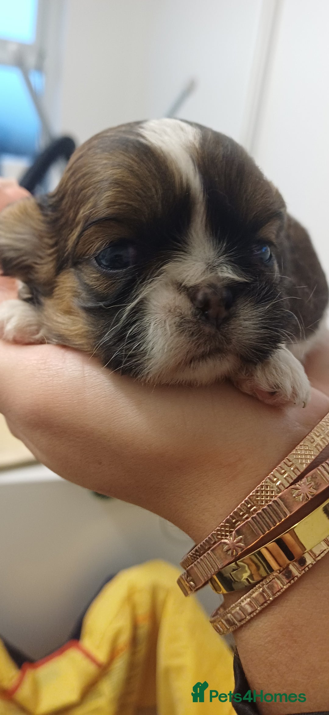Shih Tzu dogs for sale: 3 lovely girl shih tzu puppies  - Advert 9