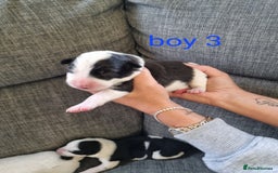 Mixed Breed dogs for sale: Chunky border collie cross puppies - Image 2
