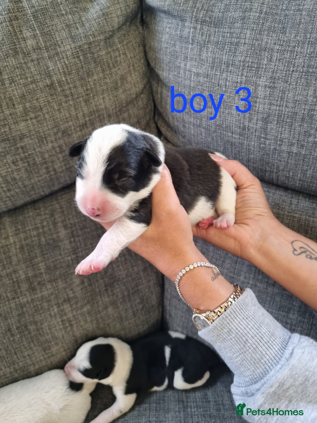 Mixed Breed dogs for sale: Chunky border collie cross puppies - Image 2