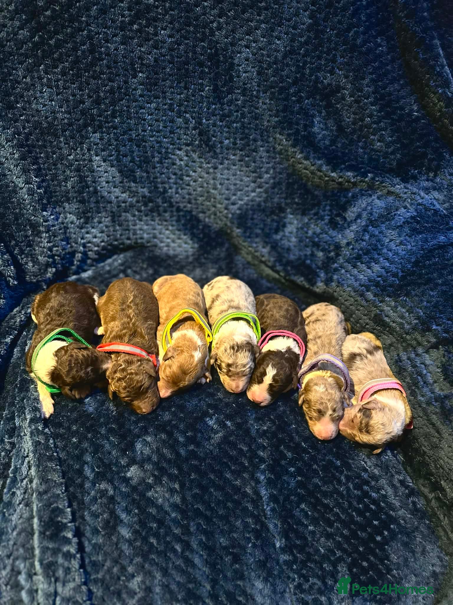 Bordoodle dogs Bordoodle boys and girls  - Advert 1