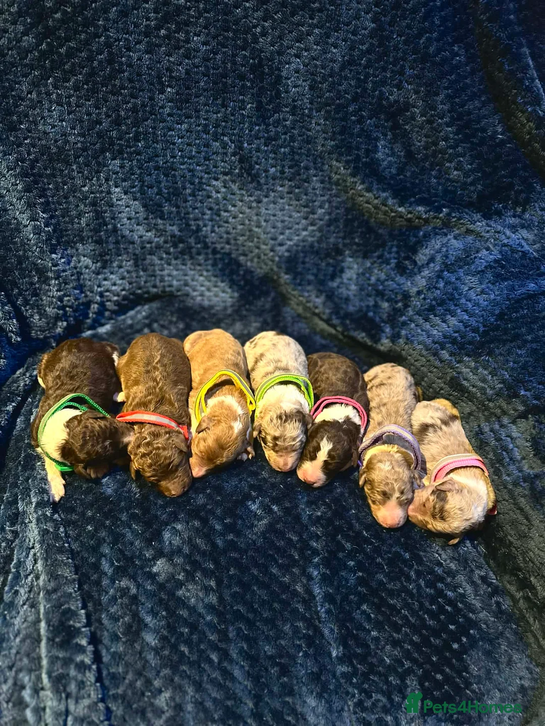 Bordoodle dogs for sale: Bordoodle boys and girls  - Advert 1