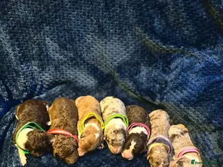 Bordoodle dogs Bordoodle boys and girls - Advert 1