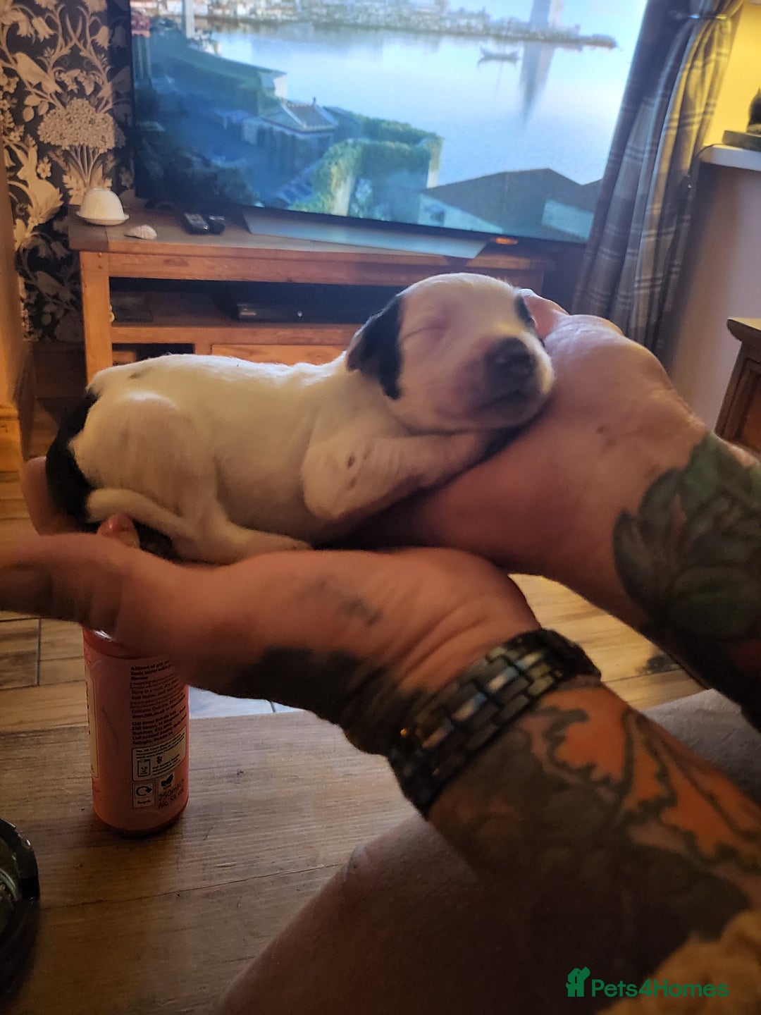 English Springer Spaniel dogs for sale: English springer spaniel pups  - Image 17