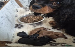 Cavapoo dogs for sale: Top quality cavapoo pups health test KCreg parents - Image 3