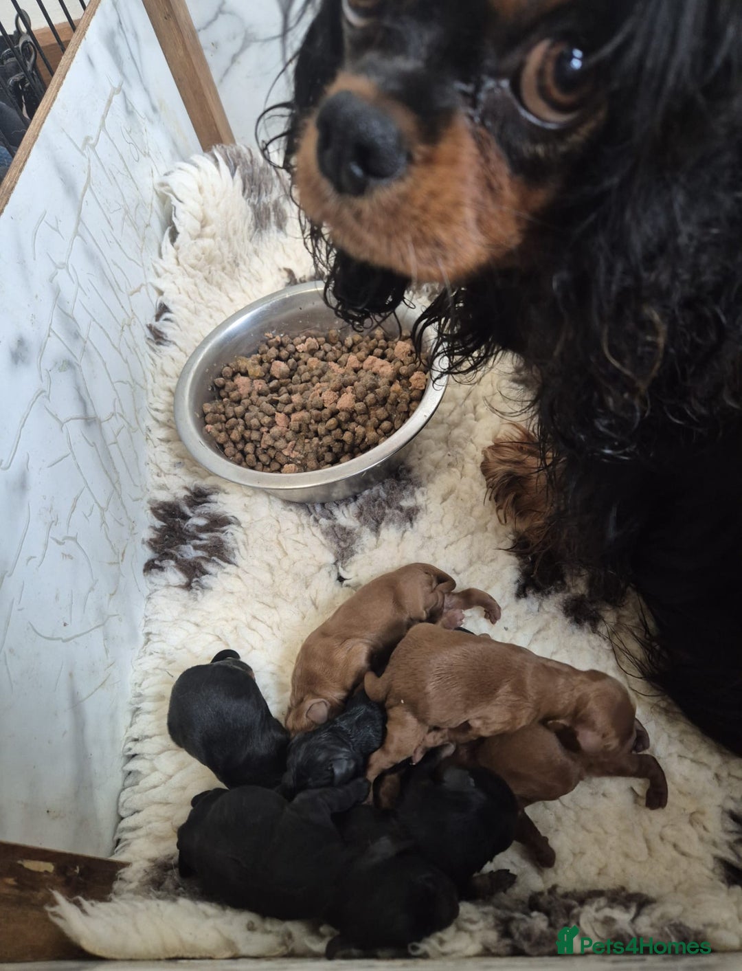 Cavapoo dogs for sale: Top quality cavapoo pups health test KCreg parents - Image 3