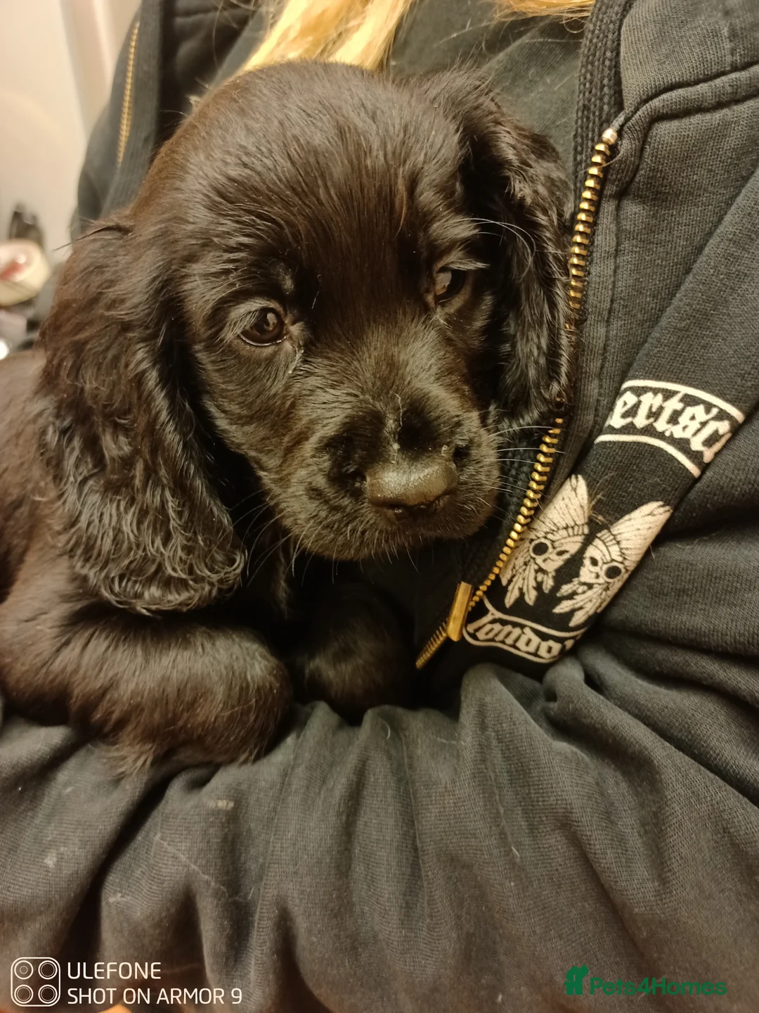 Cocker Spaniel dogs for sale: Cocker spaniel Puppies - Advert 6
