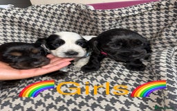 Cocker Spaniel dogs for sale: Cocker spaniel puppy’s - Image 3