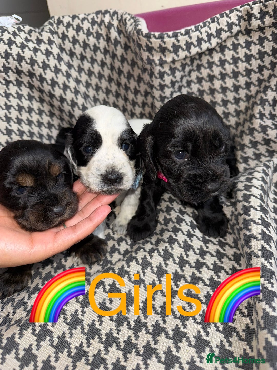Cocker Spaniel dogs for sale: Cocker spaniel puppy’s - Image 3