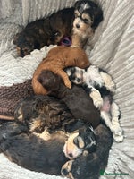Cockapoo dogs - Advert 13