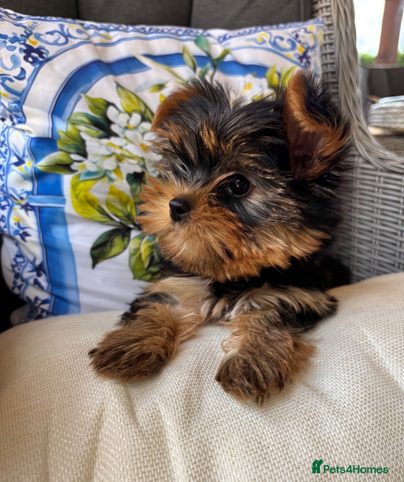 Yorkshire Terrier dogs Georgous Yorkshire terrier puppies  - Advert 2