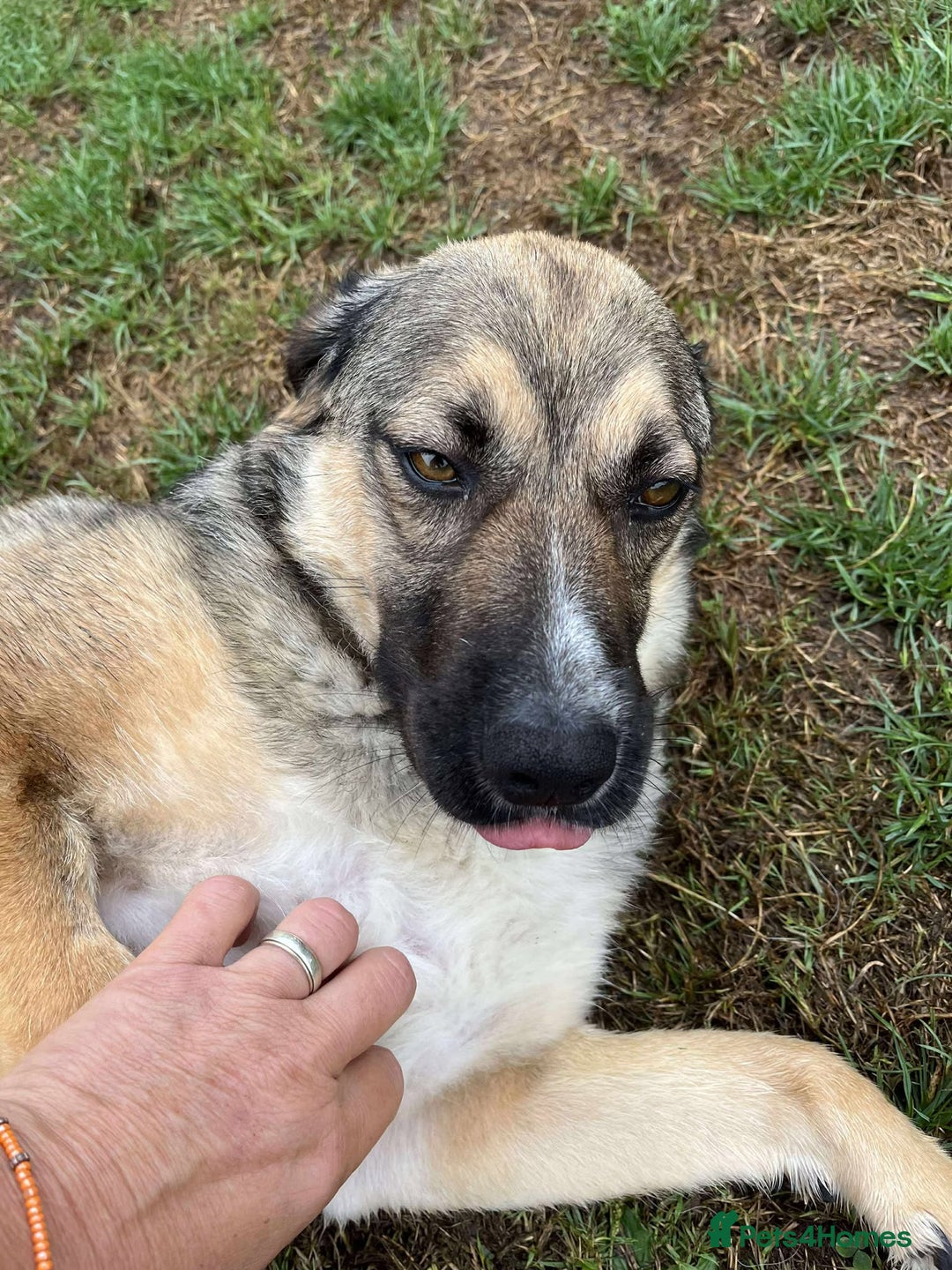 Mixed Breed dogs for adoption: WILLA - A Truly Special Doggy - Image 9