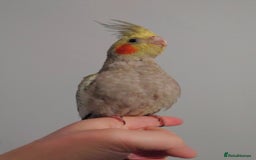 Cockatiels birds for sale: Hand reared silly tame DNA sexed baby cockatiels  - Image 20