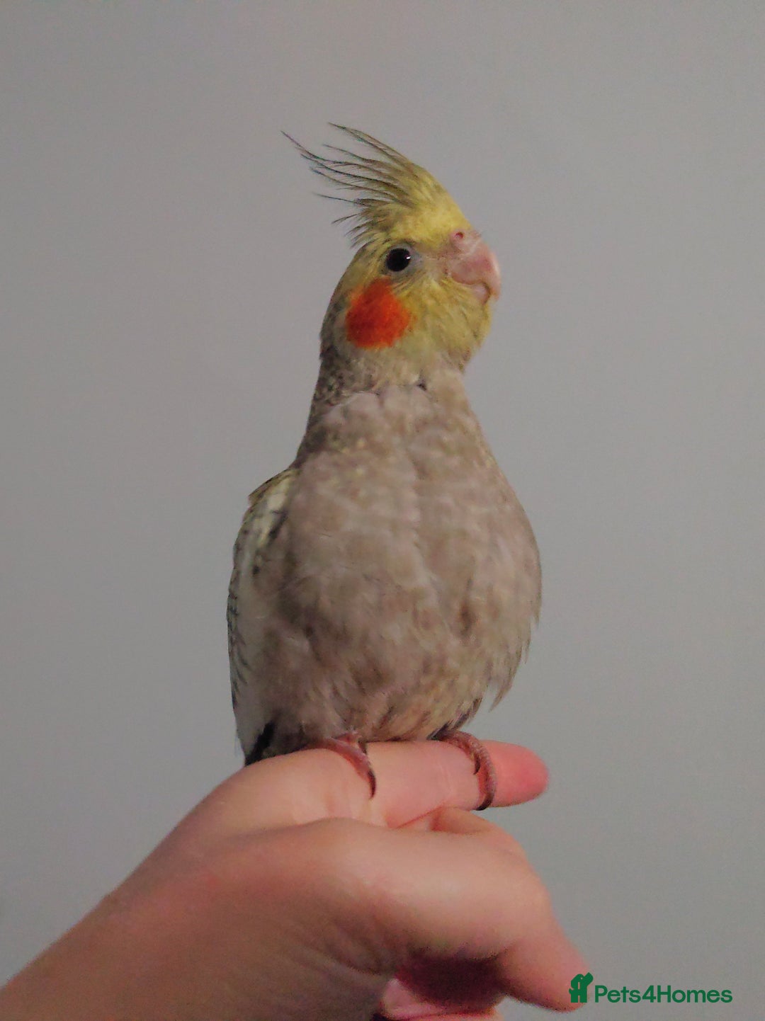 Cockatiels birds for sale: Hand reared silly tame DNA sexed baby cockatiels  - Image 20