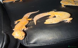Leopard Gecko reptiles for sale: 4 leopard geckos  - Advert 3