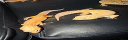 Leopard Gecko reptiles for sale: 4 leopard geckos  - Advert 3