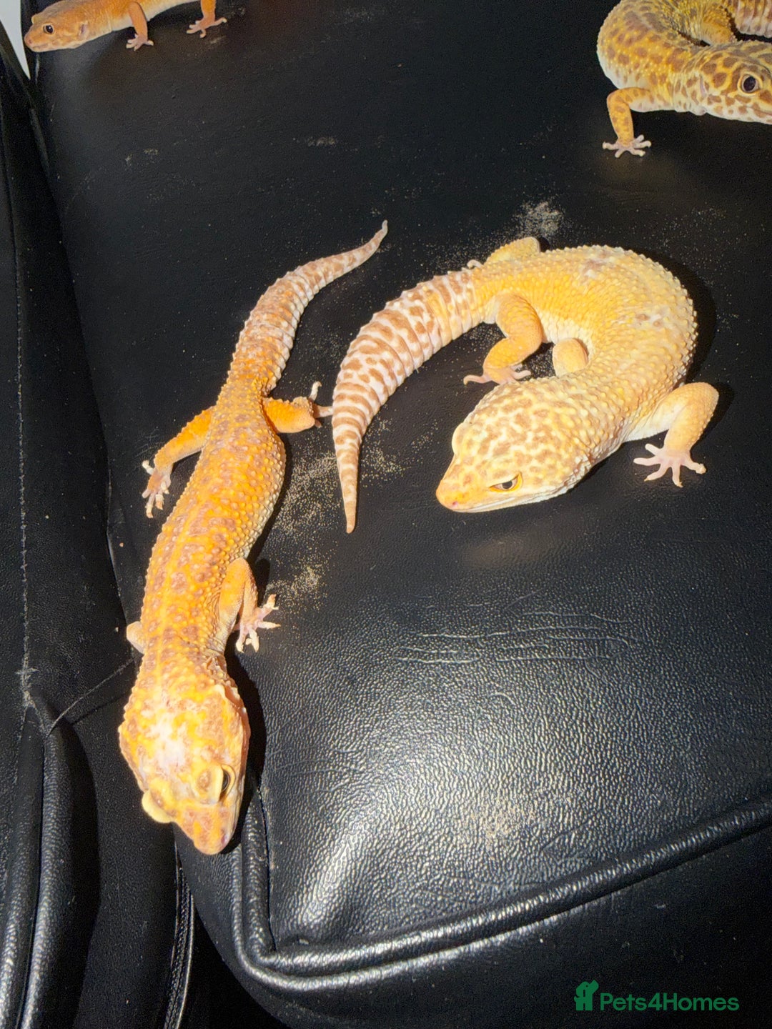 Leopard Gecko reptiles for sale: 4 leopard geckos  - Advert 3