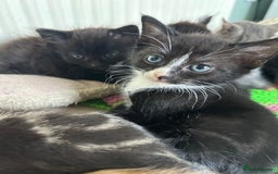 Mixed Breed cats for sale: Beautiful litter off kittens  - Image 14