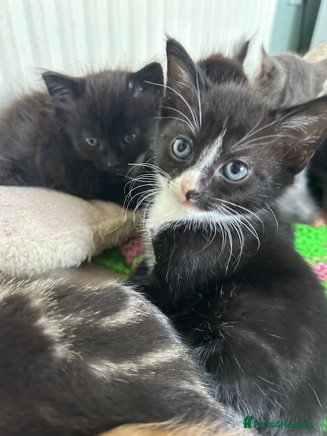 Mixed Breed cats for sale: Beautiful litter off kittens  - Image 14