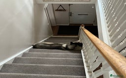 Akita dogs for sale: 4 year old Akita  - Image 15