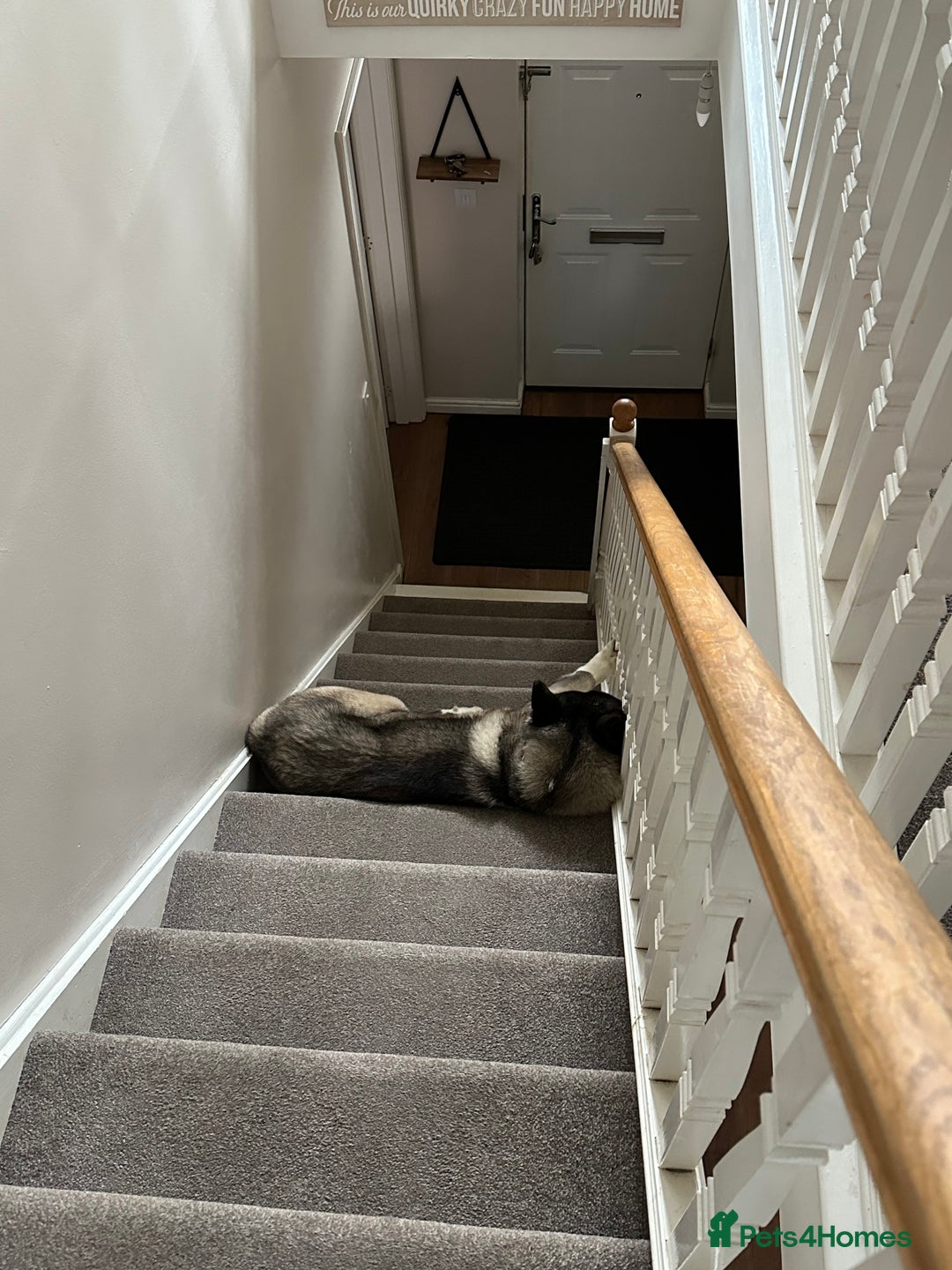 Akita dogs for sale: 4 year old Akita  - Image 15