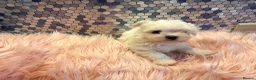 Maltese dogs for sale: Beautiful Maltese puppies for sale - Advert 6
