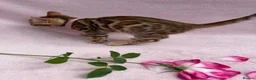 Bengal cats for sale: 🐆✨Outstanding TICA Registered Bengal cubs  ✨🐆 - Advert 21