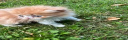 Persian cats for sale: Persian x British short haired  in Canterbury - Advert 2