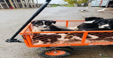 Border Collie dogs - Advert 3