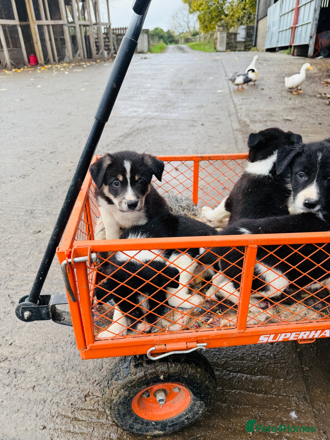 Border Collie dogs for sale: Gorgeous border collie puppies  - Image 2