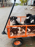 Border Collie dogs - Advert 3