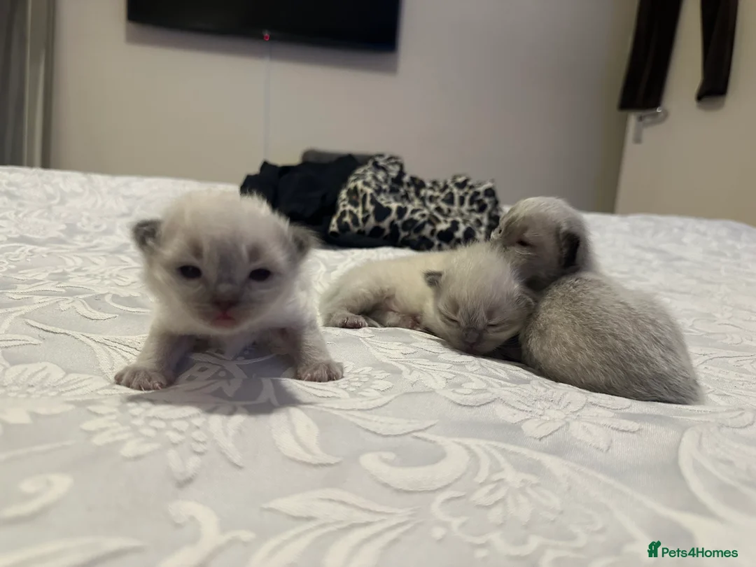 Ragdoll cats for sale: Ragdoll Kittens - Advert 8