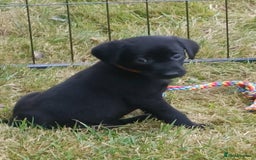 Labrador Retriever dogs for sale: Gorgeous Labrador puppies for sale  - Image 4