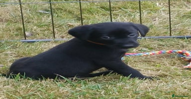 Labrador Retriever dogs - Advert 3
