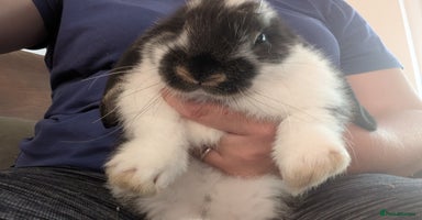 French Lop rabbits - Advert 14