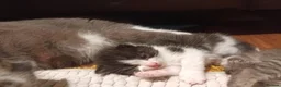 Mixed Breed cats for sale: 7 little kittens looking for new home. - Advert 4
