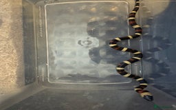 Milk Snake reptiles for sale: Oreo Peublan milk snake baby  - Advert 2