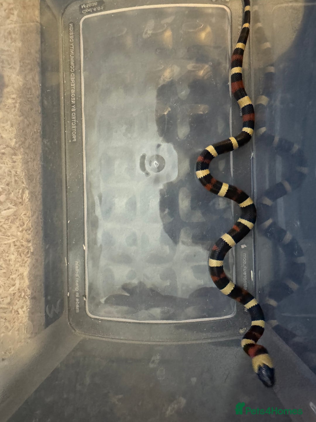 Milk Snake reptiles for sale: Oreo Peublan milk snake baby  - Advert 2