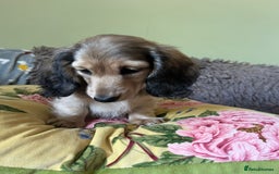 Miniature Dachshund dogs for sale: KCreg Mini Long Haired Dachshund LAST GIRL - Image 27