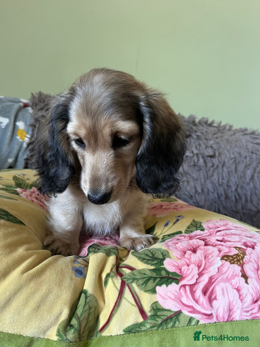 Miniature Dachshund dogs for sale: KCreg Mini Long Haired Dachshund LAST GIRL - Image 27