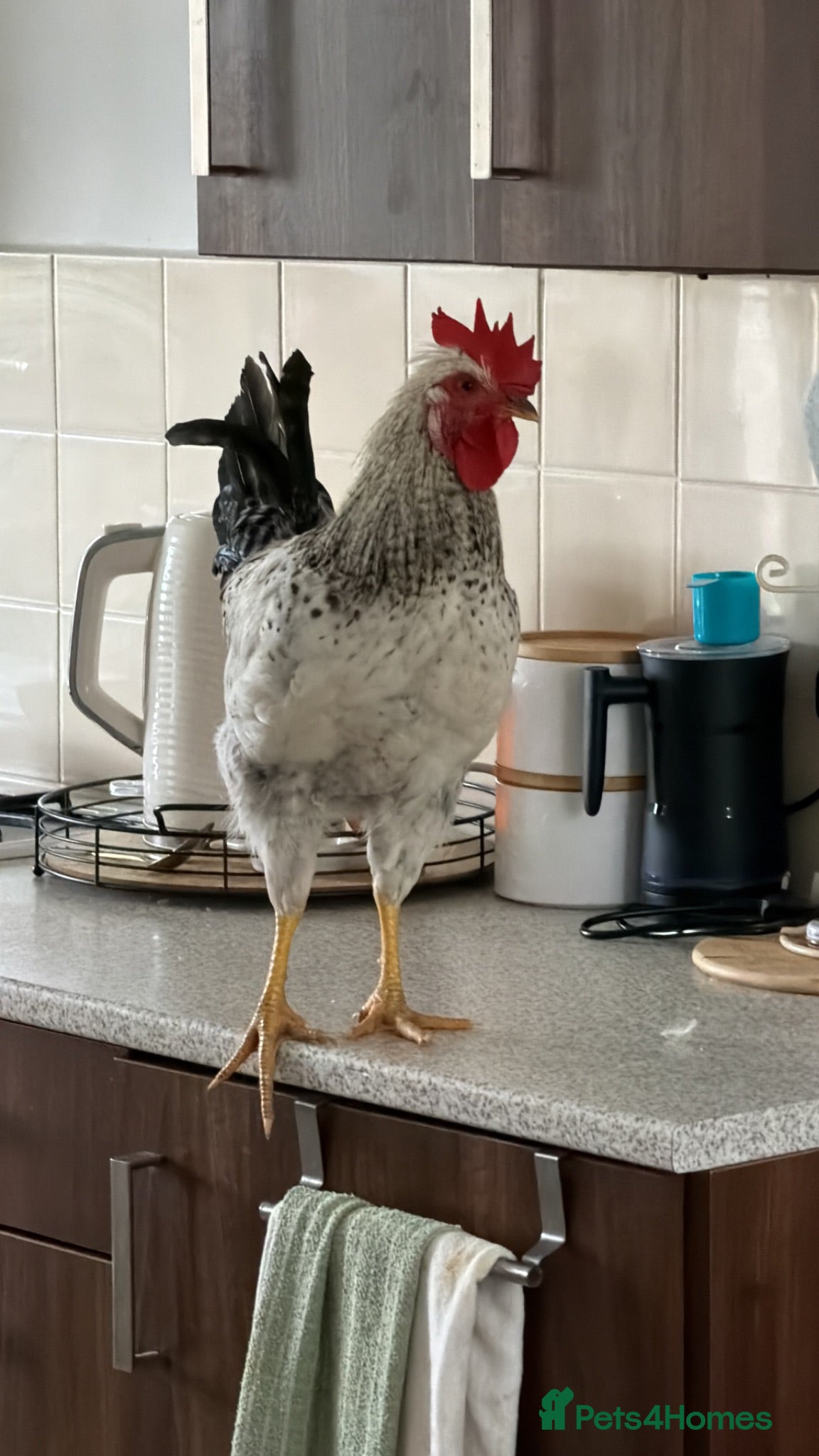 Chickens poultry Cream crested legbar male chicken - Advert 2