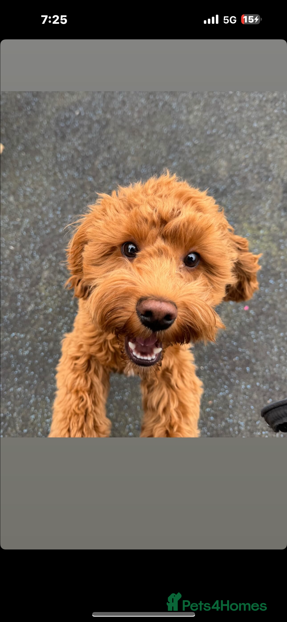 Doxiepoo dogs Beautiful doxipoo baby’s  - Advert 12